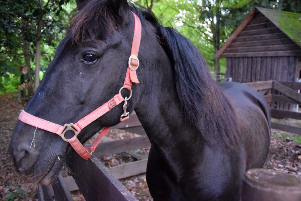 Horse stallion beautiful