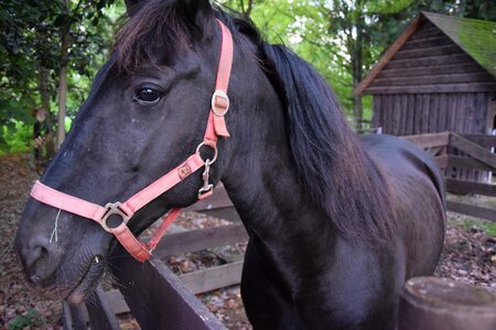 Horse stallion beautiful photo