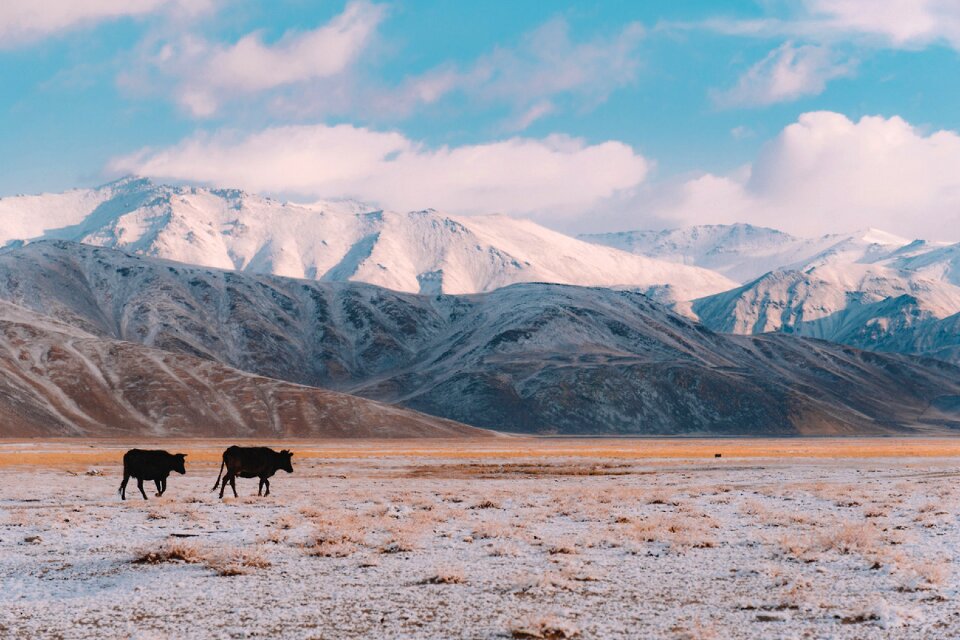 Mountains cows animal