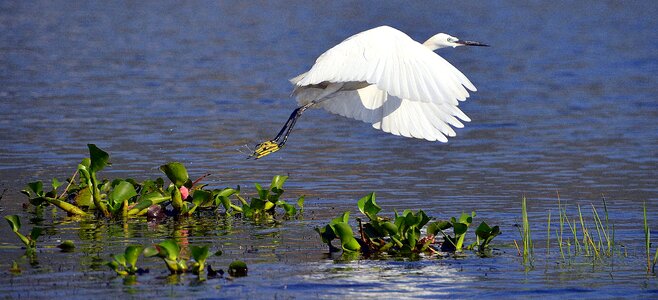 Wild bird wildlife