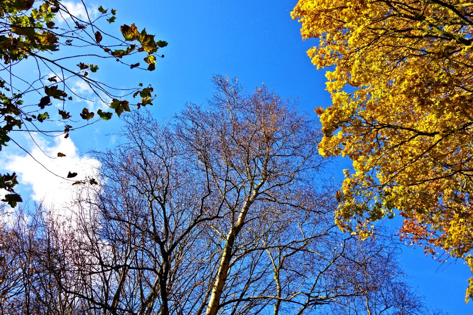 Foliage autumn trees yellow leaves