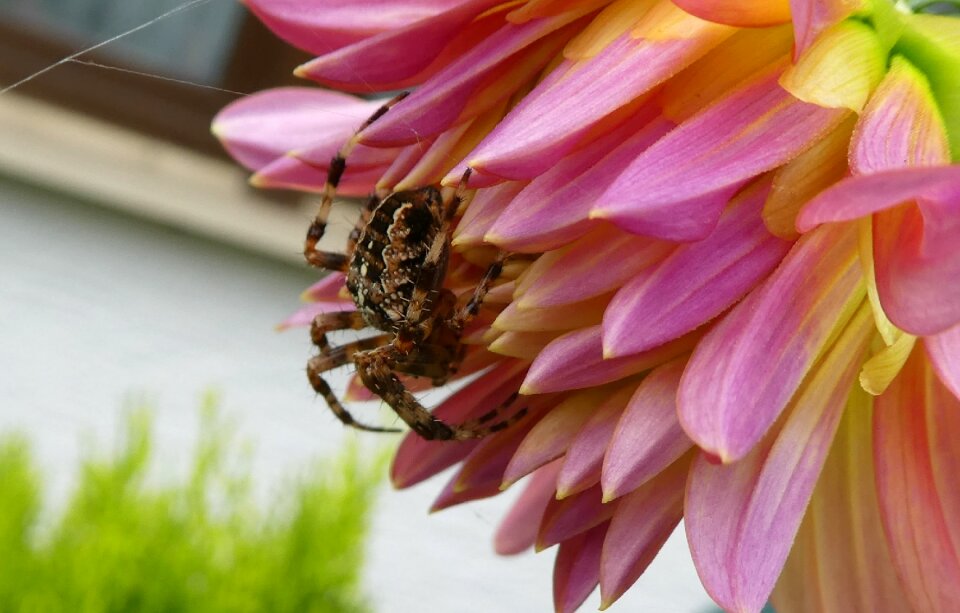Spider insect close up