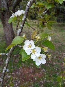 Flower blossom