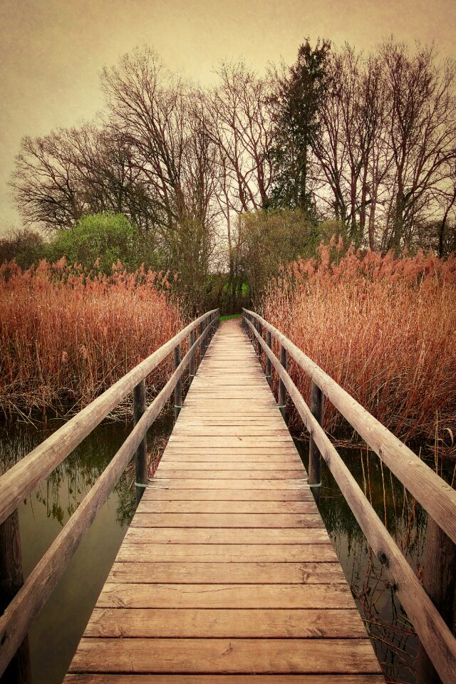 Reed trees landscape