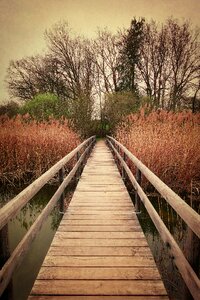 Reed trees landscape
