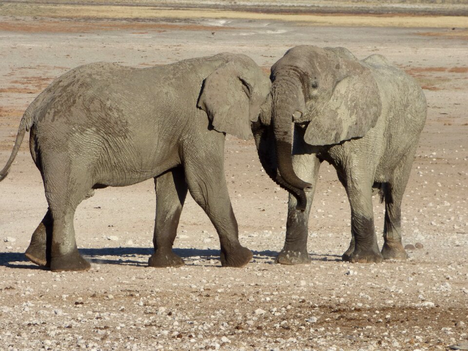 Namibia animals elephants