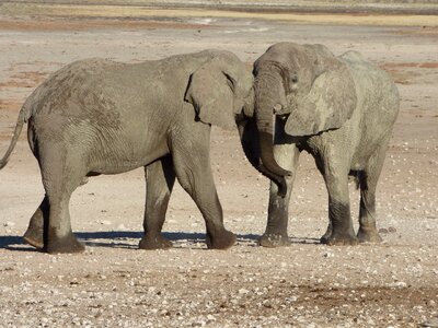 Namibia animals elephants photo