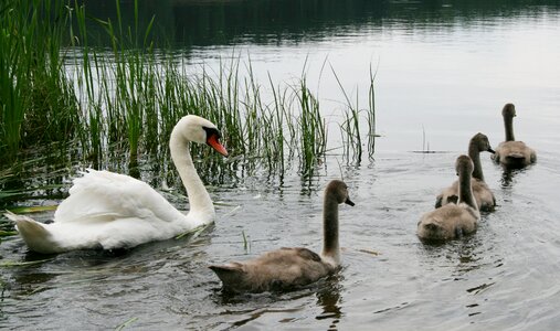 Swans swimming water photo