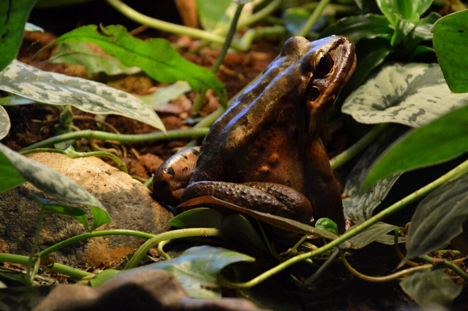 Animal fauna toad
