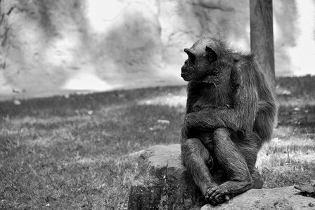 Mammal black and white primate photo