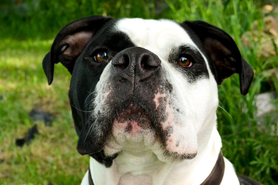 Funny purebred young