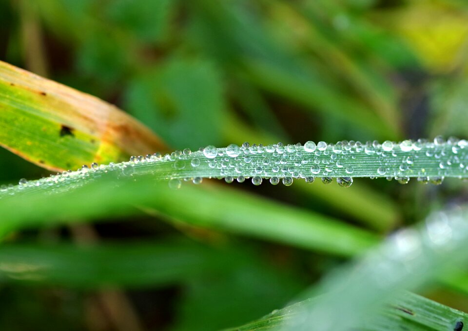 Rain foliage wet