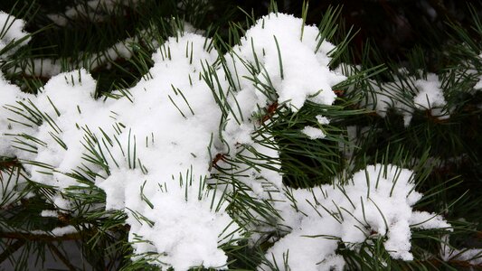 Evergreen tree needles frost