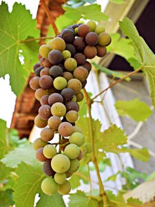Grapes the sweetness fruit