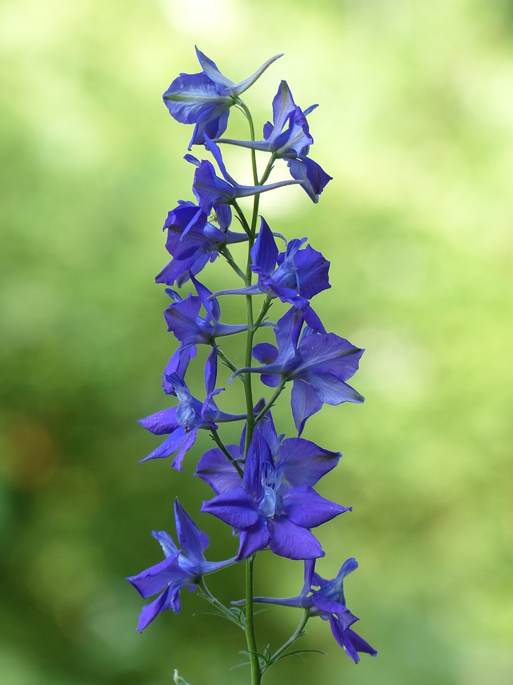 Blue garden feldrittersporn consolida ajacis