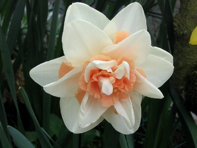 Garden flowers daffodil flowering