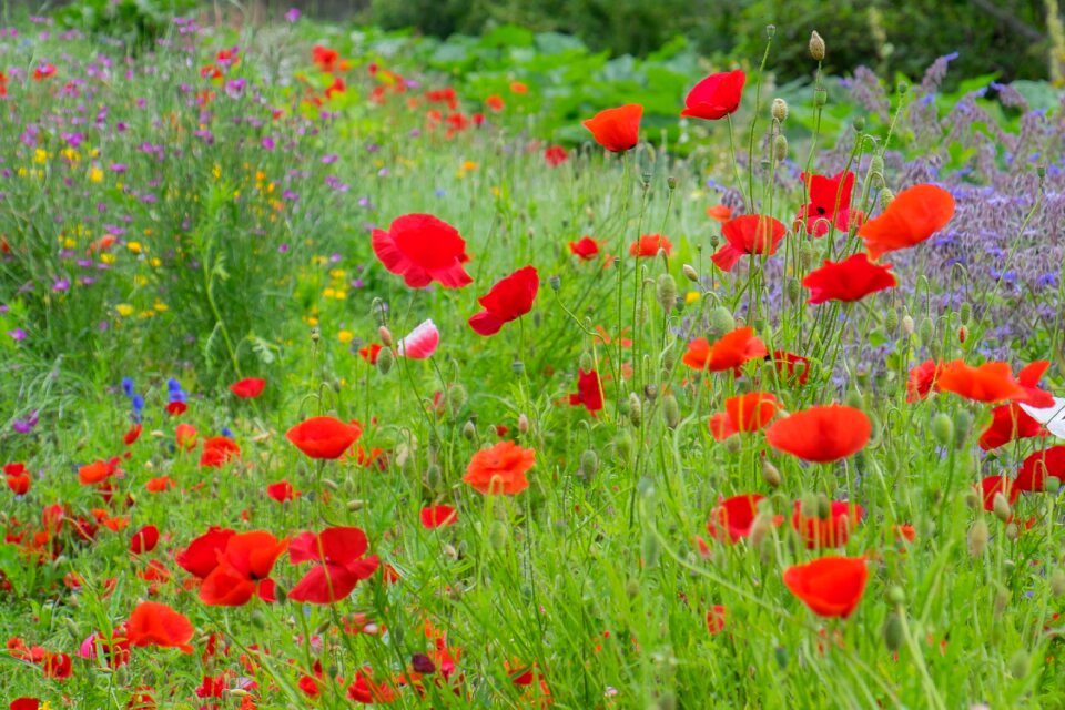 Poppy lavender nature
