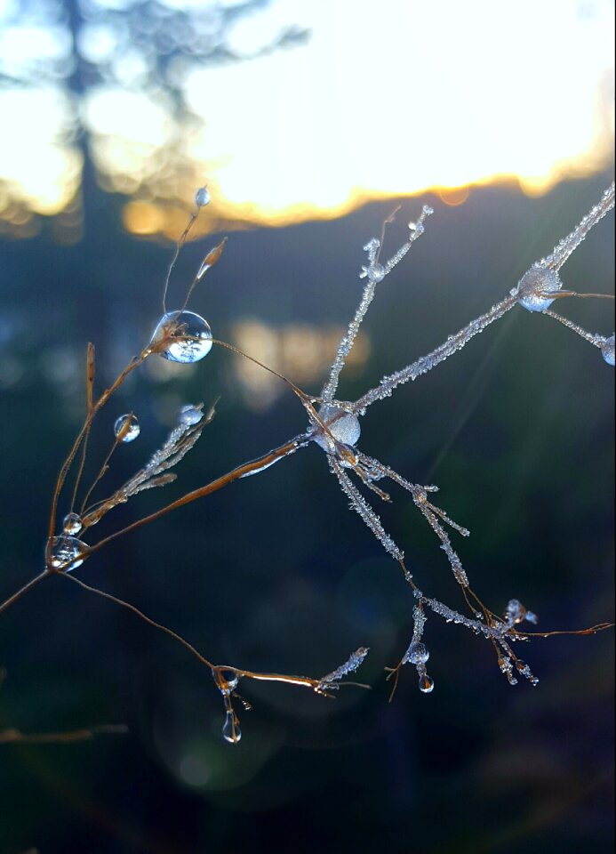 Nature frozen autumn