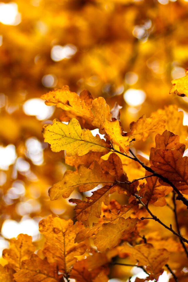 Oak leaf listopad yellow leaves photo