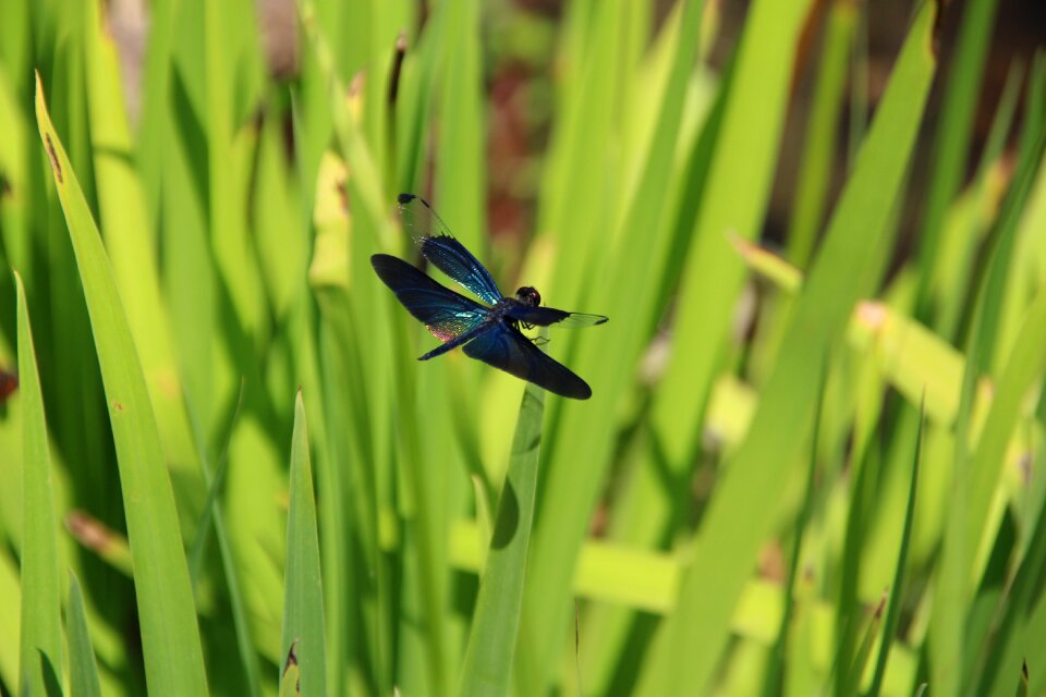 Insect summer