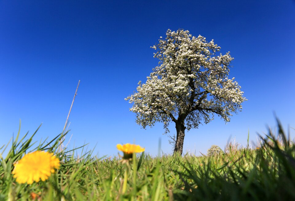 Nature sky apple blossom