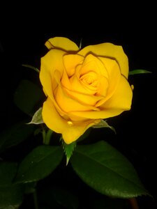 Plant rose yellow