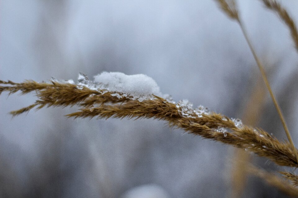 Icing plant nature
