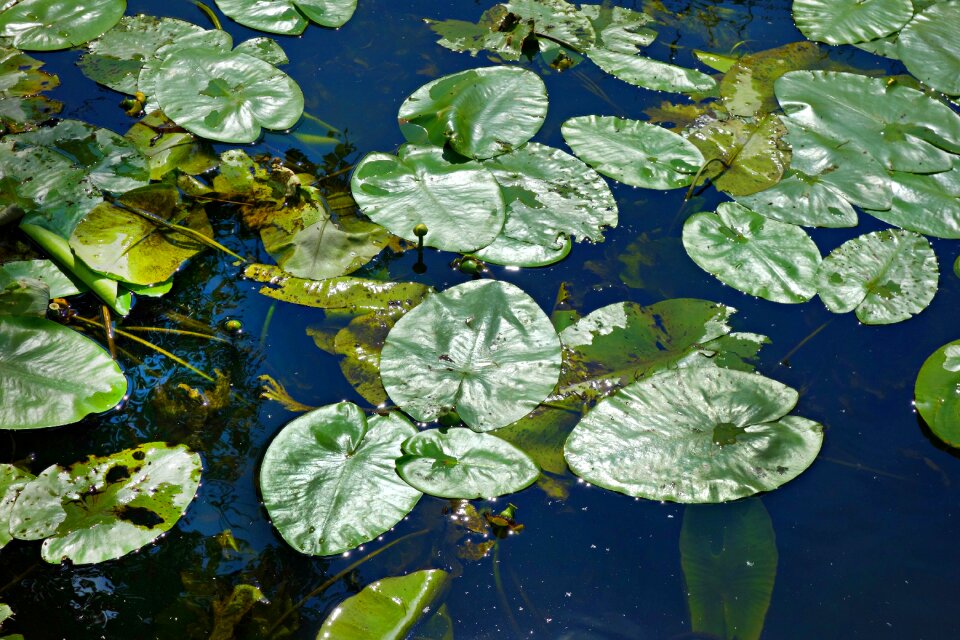 Plant aquatic plant water