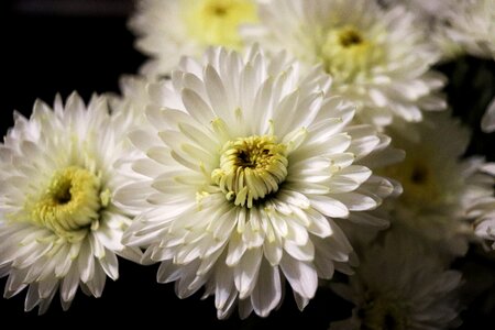 Flowers handsomely white