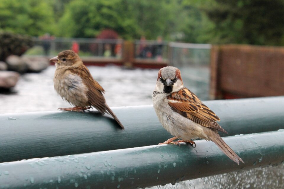 Plumage animal sparrow