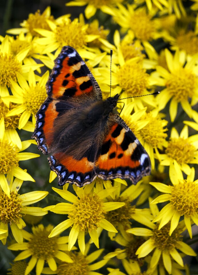 Yellow insect nature