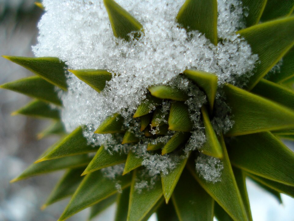 Iced eiskristalle white photo