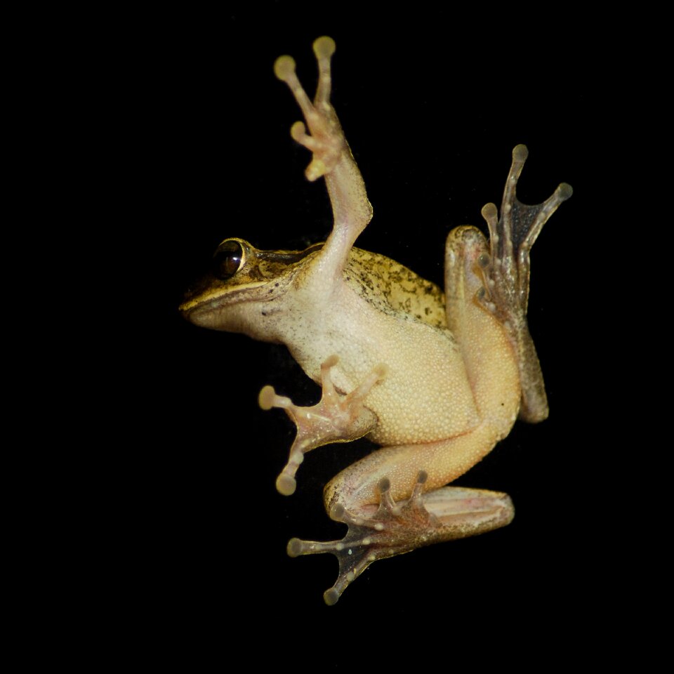 Froggy close-up insects