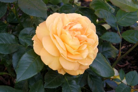 Floribunda small rose rose bloom