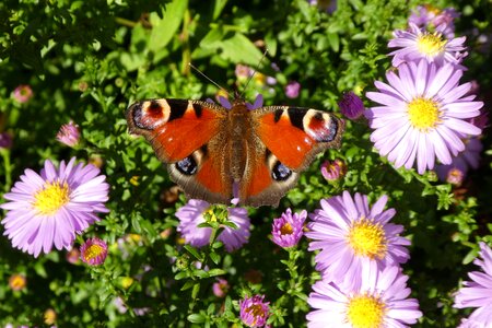 Butterfly aster flower
