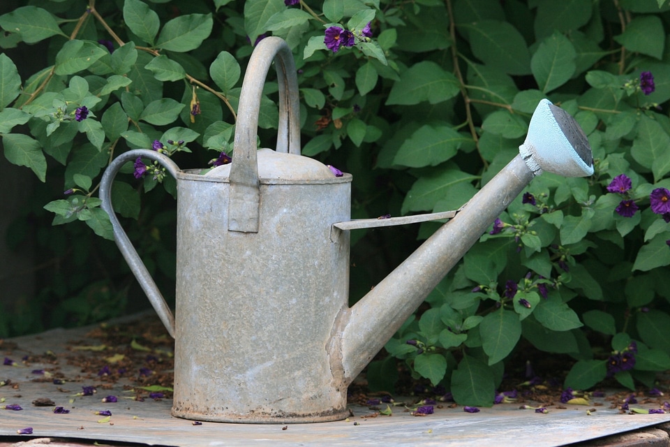 Watering garden shrub