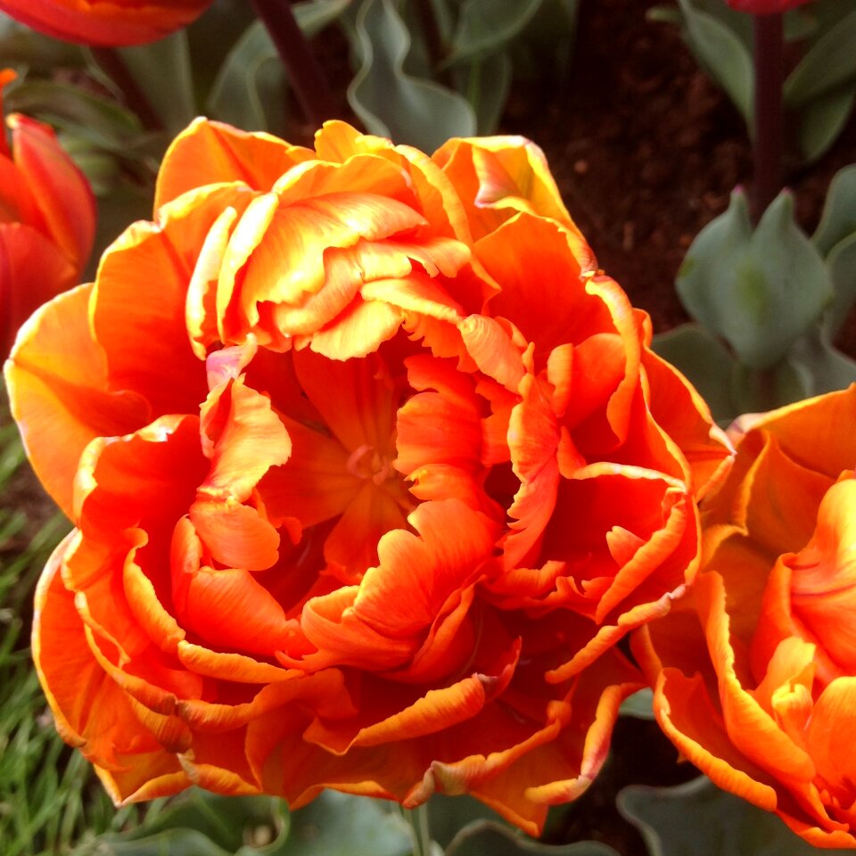 Garden blossom vibrant