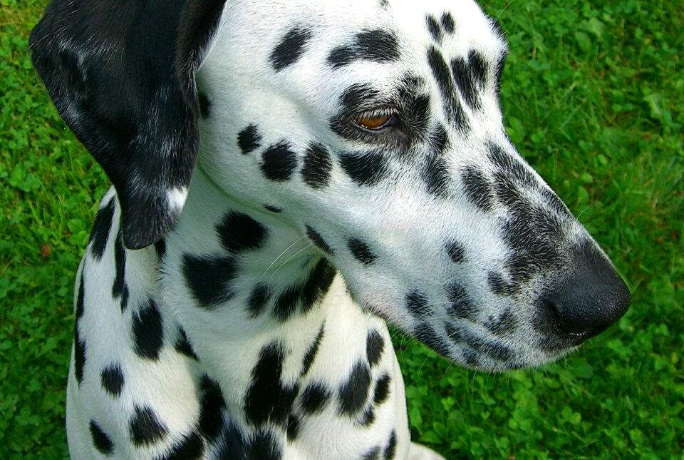 Stains dog head dog breed