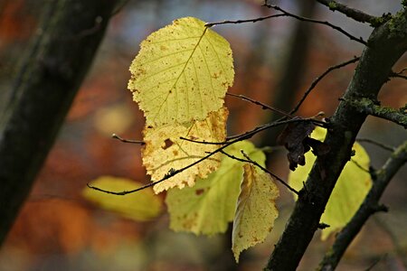 Fall leaves nature autumn colours photo