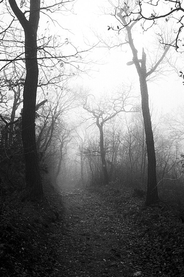 Trees mist eerie photo