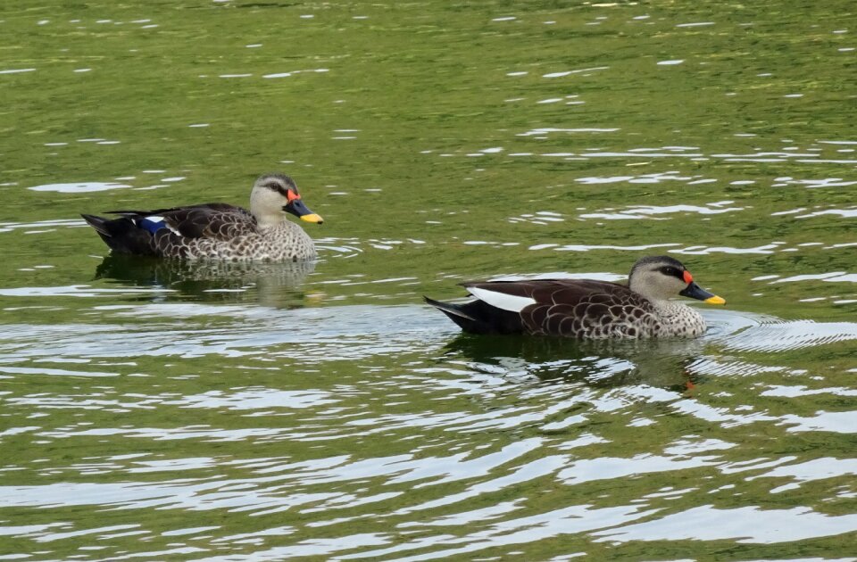 Wildlife spot-billed duck swimming