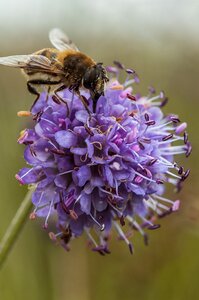 Macro colorful pollinating