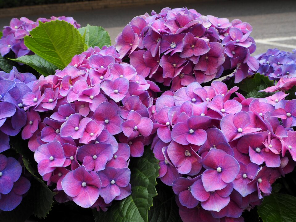 Floral plant bloom
