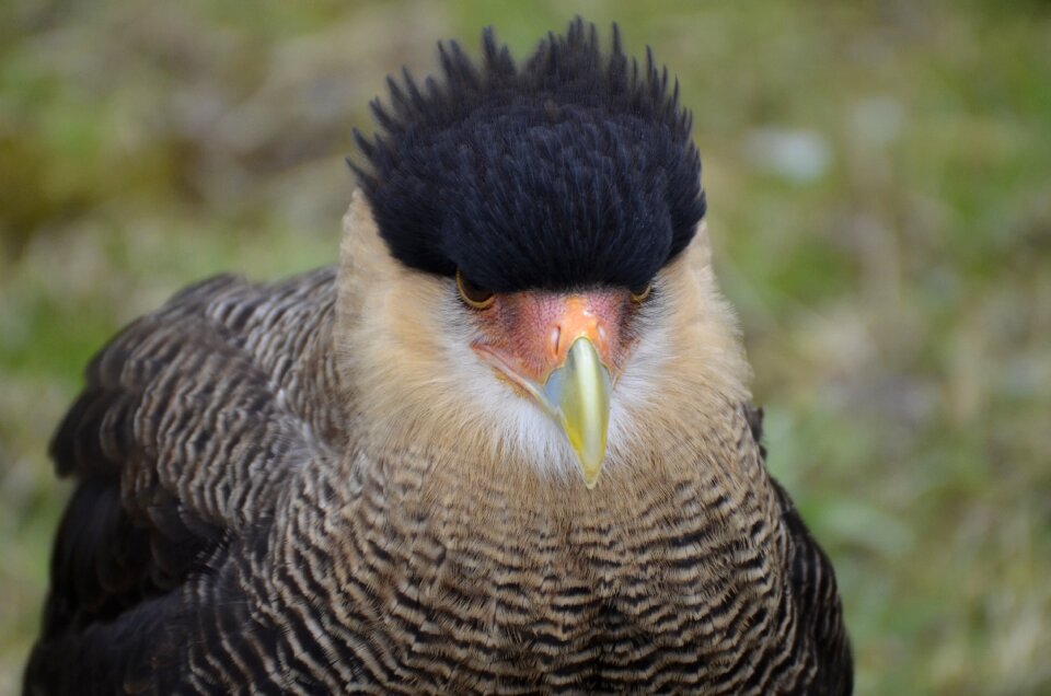 Raptor bird of prey turkey vulture photo