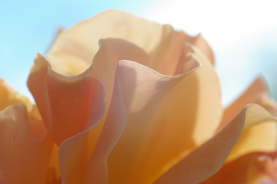 Bloom petals plant