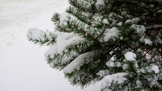 The snow on the tree evergreen tree needles photo