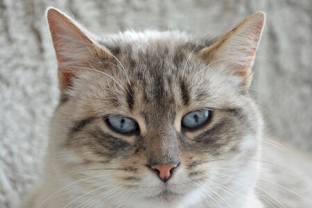 Head cat feline domestic animal photo