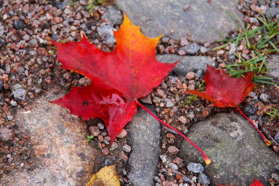 Leaf fall season