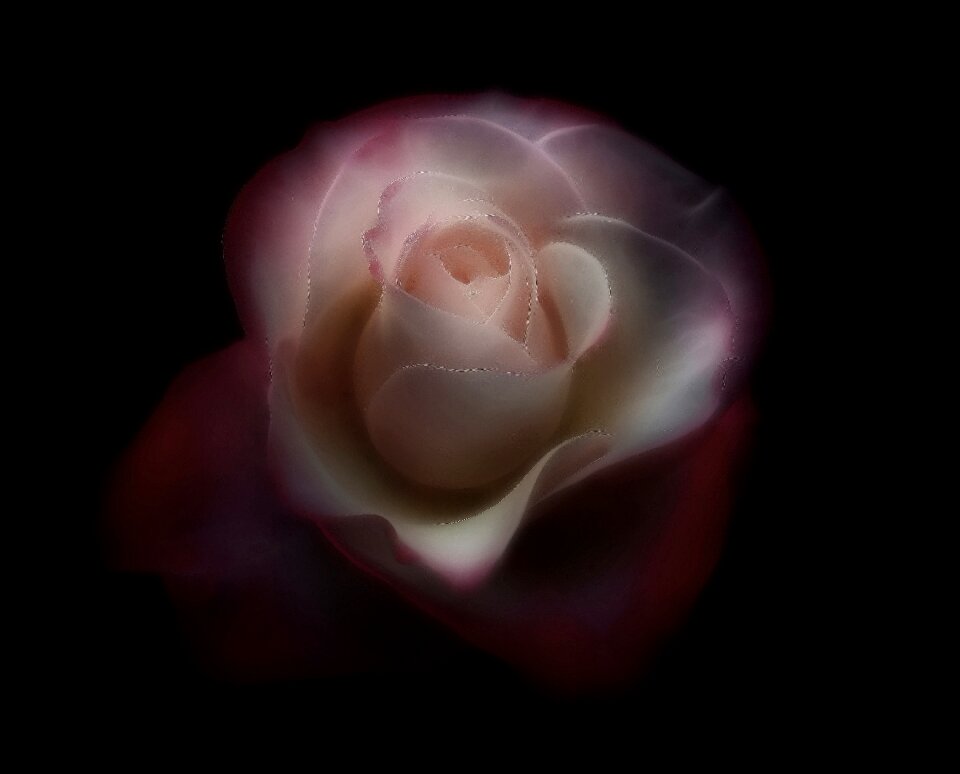 Flower red rose close up