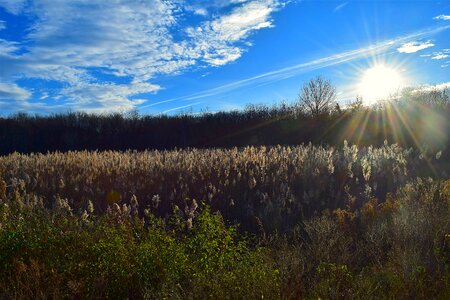 Morning reeds outdoor photo